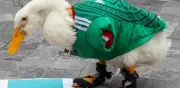 Merlín, el pato estrella del Mundial 2026, ya tiene su propio corrido norteño