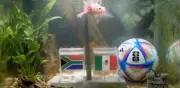 Paco el ajolote predice victoria de México sobre Sudáfrica en Mundial 2026