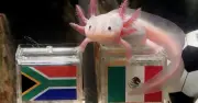 'Paco el ajolote' se vuelve viral como nuevo 'Pulpo Paul' en México vs Sudáfrica