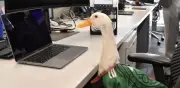 Pato Merlín ya es marca registrada: dueña obtiene exclusividad en México