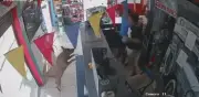 Perro Firulais se vuelve viral al celebrar gol de Ecuador contra Alemania en Mundial 2026