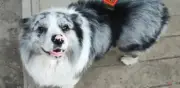 Perro influencer Chutou es robado y servido en restaurante chino; indignación