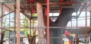 Profepa asegura 10 guacamayas y 9 loros en rancho de Cunduacán, Tabasco