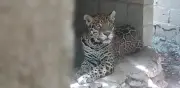 Rescatan 15 animales en Playa del Carmen: jaguares, puma y aves sin agua ni comida