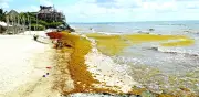 Sargazo intensifica llegada a Quintana Roo y supera capacidad de respuesta