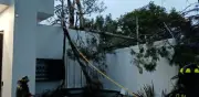 Viento derriba 9 árboles y lonas en CDMX; daños en autos y casas