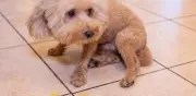 Vómito amarillo en perros: causas, alertas y cuándo ir al veterinario