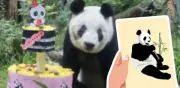 Xin Xin cumple 36 años: cómo enviar tu carta a la panda gigante de Chapultepec