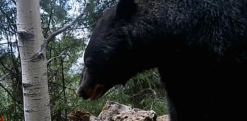 Captan en video comportamiento inusual de oso negro en Chihuahua