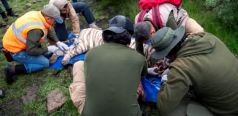 Capturan a Kenzo, tigre de Bengala fugado en Edomex, con sedación y lesión