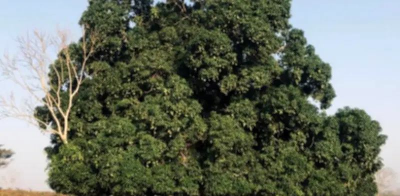 Clima y coyotes reducen 70% la producción de mango en Veracruz