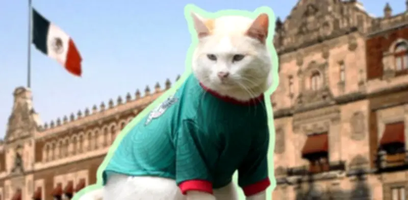 Coco, el gato de Palacio Nacional, se vuelve viral con jersey de la Selección Mexicana