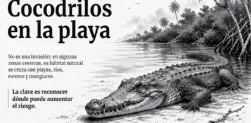Cocodrilos en playas mexicanas: cómo prevenir riesgos en temporada de lluvias
