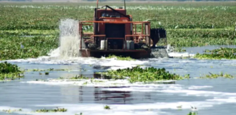 Conagua reduce más de la mitad del lirio acuático en Presa Endhó, Hidalgo