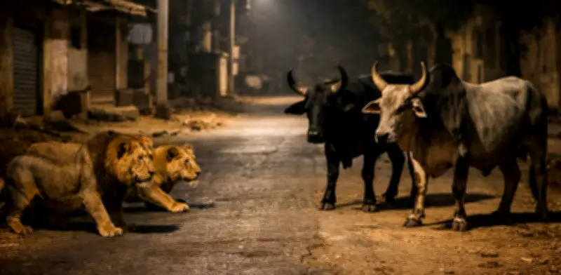 Dos toros ahuyentan a leones asiáticos en encuentro grabado en India