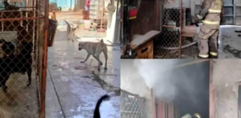 Incendio en albergue canino en Torreón deja 13 perros muertos