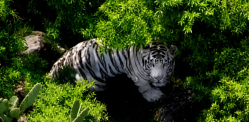 Kenzo: sanciones legales por fuga y muerte del tigre de Bengala