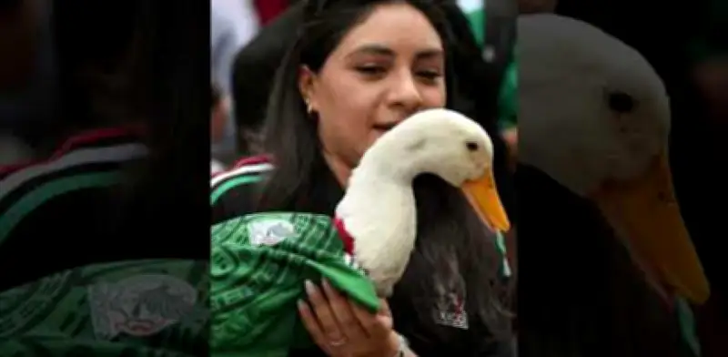 Ley Merlín en CDMX: así protegería al pato mundialista y otros animales