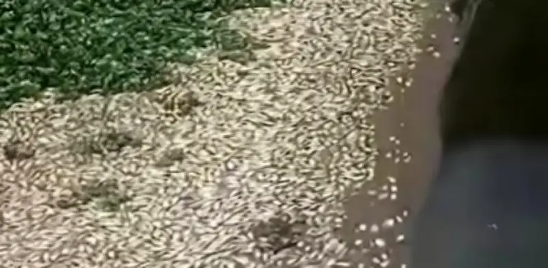 Piden investigar mortandad de peces en presa El Batán de Querétaro