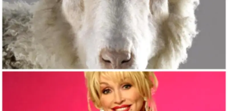 ¿Por qué la oveja Dolly fue nombrada así? La explicación incluye a Dolly Parton