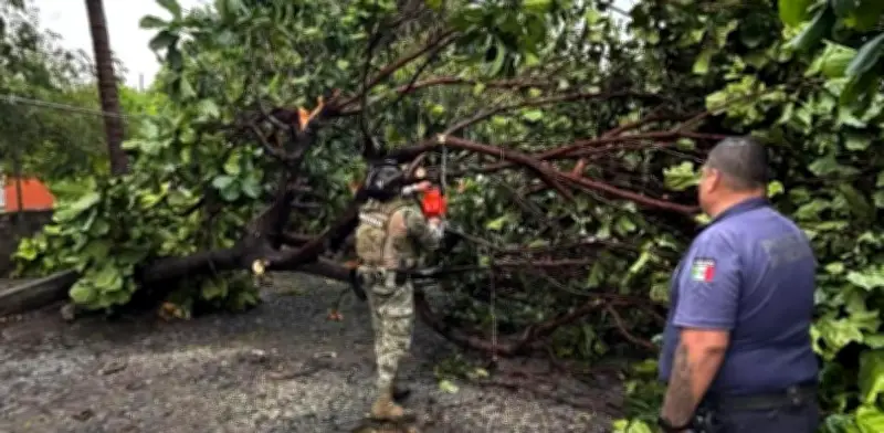 Tormenta en Colima deja 20 árboles caídos y dos accidentes viales