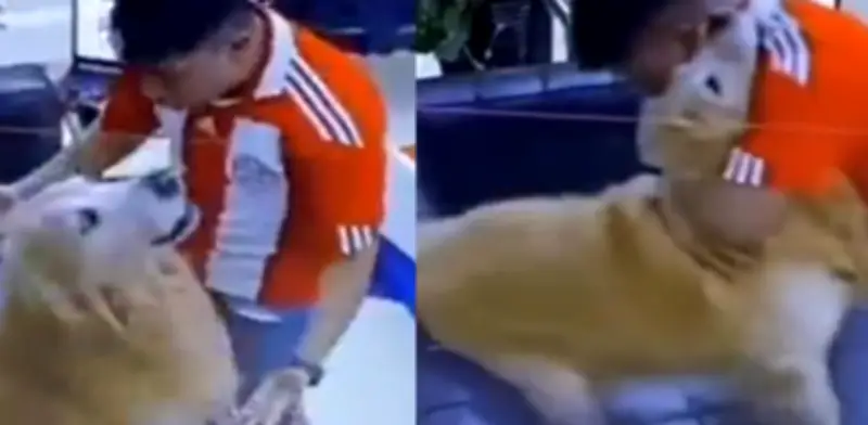 Video viral: Perrito celebra con su dueño el pase de Paraguay a octavos del Mundial 2026