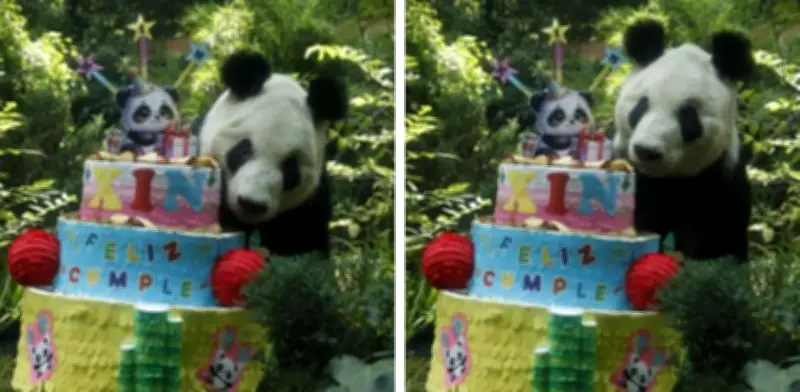Xin Xin, la panda más longeva de Chapultepec, celebra 36 años con danza y pastel