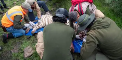 Capturan a Kenzo, tigre de Bengala fugado en Edomex, con sedación y lesión