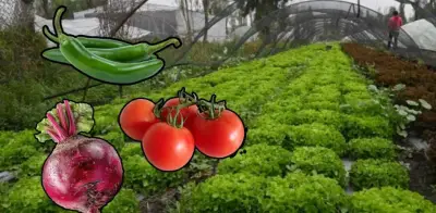 De la chinampa a tu casa: proyecto de verduras frescas a domicilio