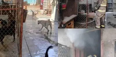 Incendio en albergue canino en Torreón deja 13 perros muertos