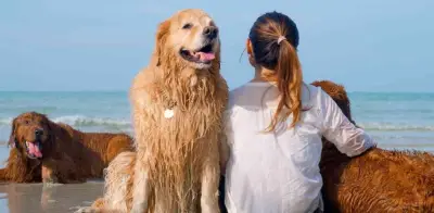 Las mejores playas pet friendly cerca de CDMX para viajar con tu perro