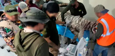 Necropsia de Kenzo en la UNAM: resultados en 10 días hábiles
