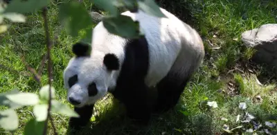 Xin Xin, la panda más longeva de Chapultepec, celebra 36 años