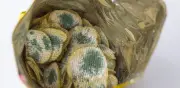 Alerta FDA: retiran papas fritas Zapp’s y Dirty por salmonela