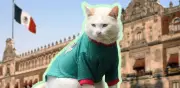 Coco, el gato de Palacio Nacional, se vuelve viral con jersey de la Selección Mexicana