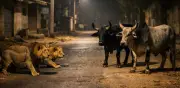 Dos toros ahuyentan a leones asiáticos en encuentro grabado en India